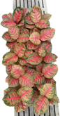 Aglaonema sombat Siam – Set of 5 Plants