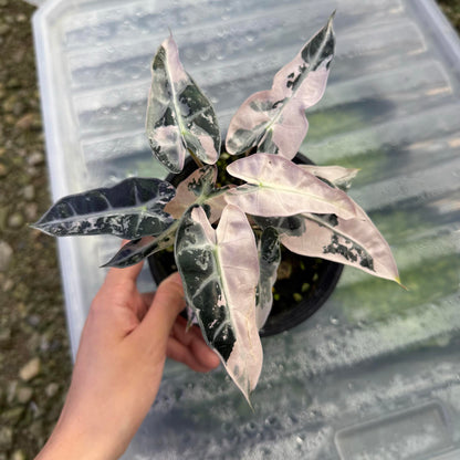 Alocasia Bambino Pink Variegated - Set of 5 Plants