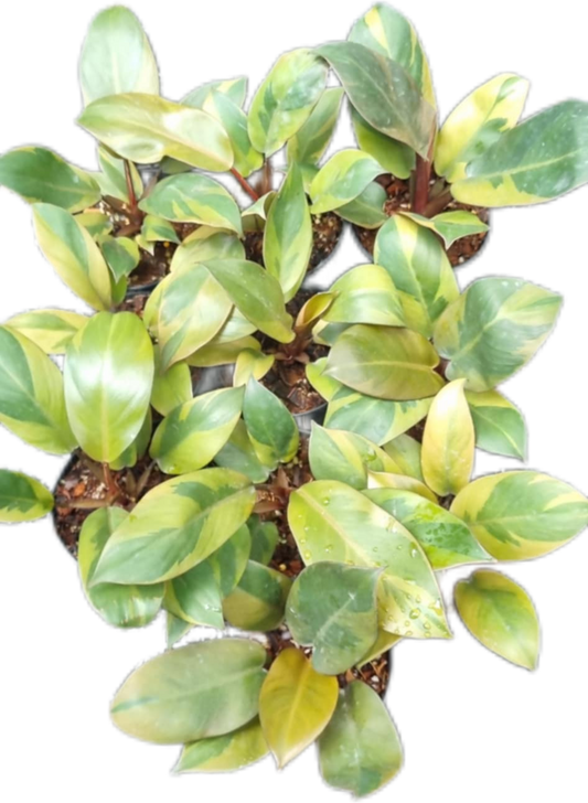 Philodendron Black Cardinal Variegated small size - Set of 10 Plants