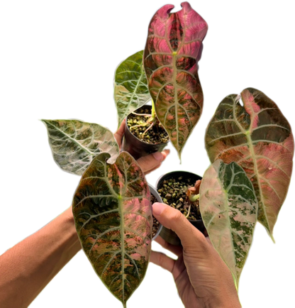 Alocasia Watsoniana pink variegated (1 plant)