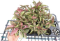 Syngonium Pink Rolli - Set of 10 Plants