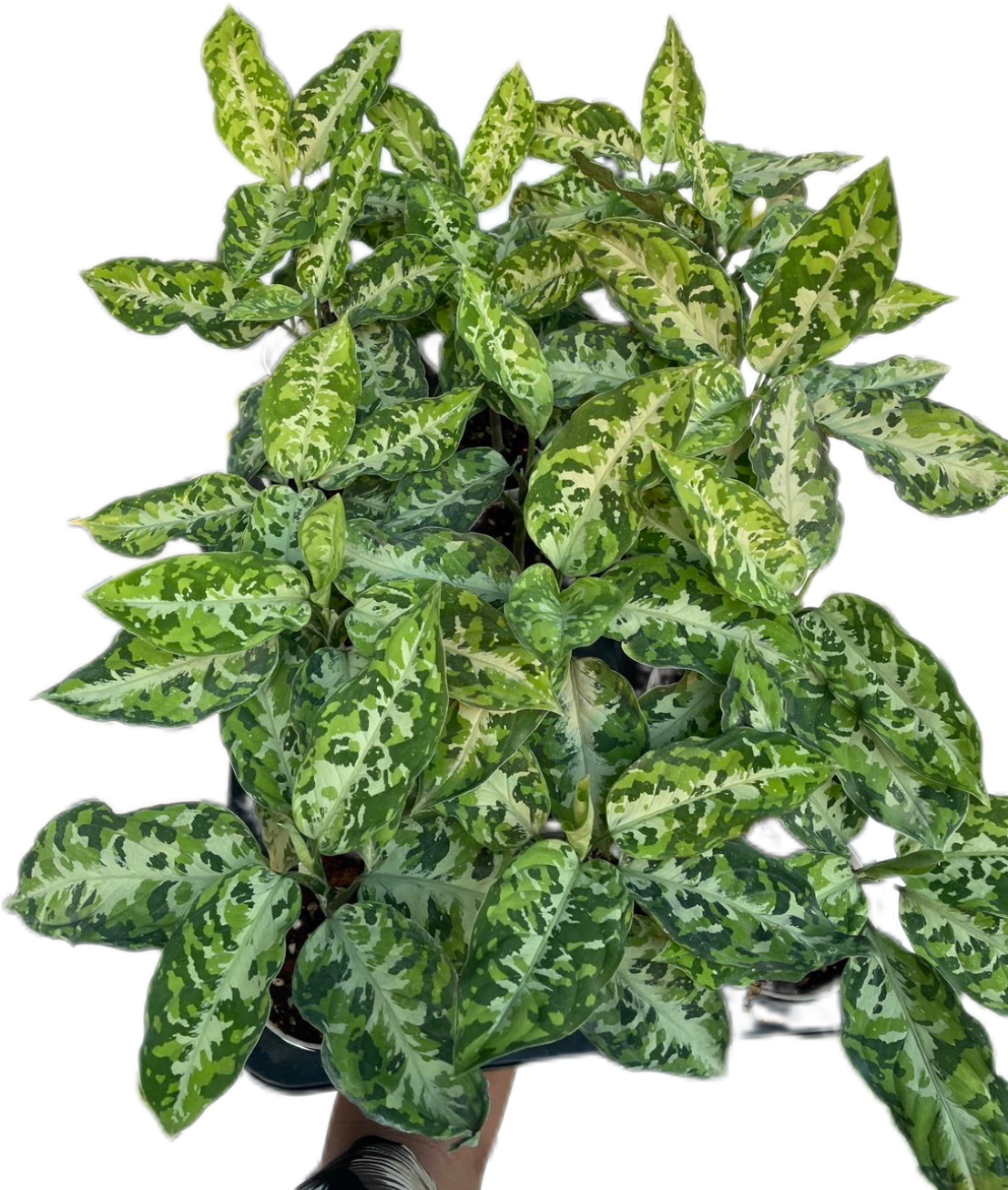 Aglaonema Pictum Tricolor - Wholesale Set of 10 Plants