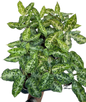 Aglaonema Pictum Tricolor - Wholesale Set of 10 Plants