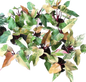 Philodendron Strawberry Shake Variegated - Wholesale Set of 10 Plants
