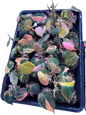 Philodendron Pink Micans Variegated - Wholesale Set of 10 Plants