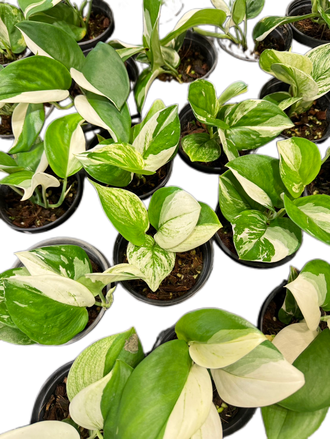 Scindapsus Exotica Blue Albo Variegated - Set of 10 Plants