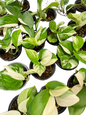 Scindapsus Exotica Blue Albo Variegated - Set of 10 Plants