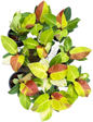 Philodendron Yellow Frame “Red Moon” - Set of 10 Plants
