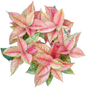 Aglaonema “Prakaiphet” - Set of 10 Plants