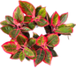 Set of 10 Aglaonema “Kanza” - Perfect for Collectors