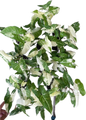 Syngonium Batik Variegated – Set of 10 Plants