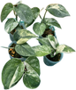 Scindapsus dark splash Variegated - Set of 5 Plants