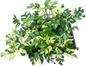 Rhaphidophora tetrasperma variegated– Set of 10 Plants