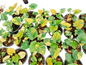 Homalomena Rubescens Aurea Variegated – Set of 10 Plants