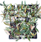Philodendron caramel marble small – Set of 10 Plants