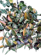 Philodendron caramel marble small – Set of 10 Plants