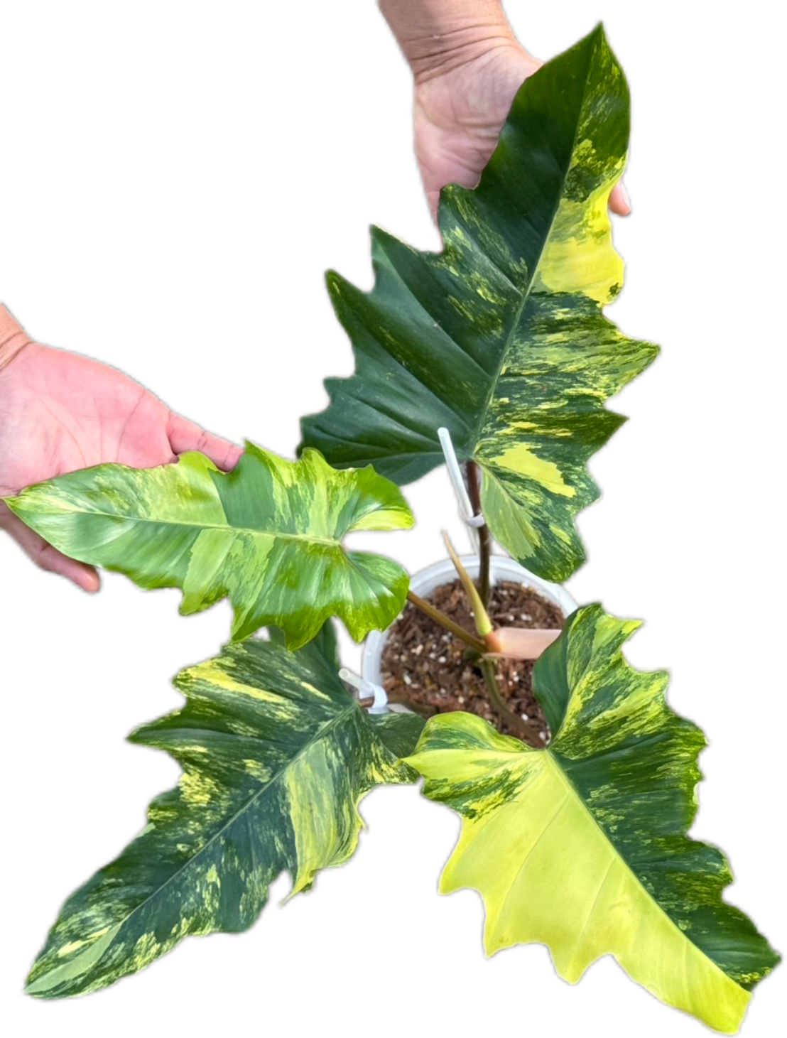 Philodendron Florida x mayoi variegated