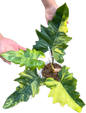 Philodendron Florida x mayoi variegated