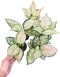 Aglaonema unyamaneechompoo  -set 10 pcs