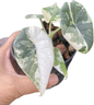Alocasia maharani variegated(1 plant)
