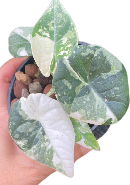 Alocasia maharani variegated(1 plant)