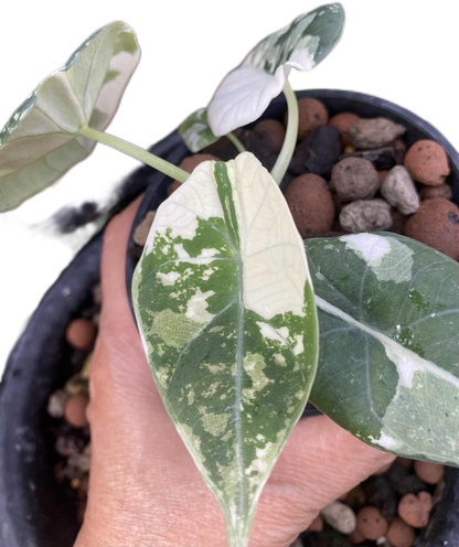 Alocasia maharani variegated(1 plant)