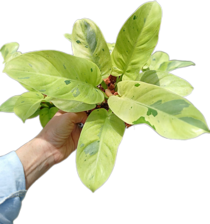 Philodendron ruaysab marble variegated set 5 pcs