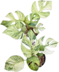 Rhaphidophora Ginny migma variegated(1 plant)