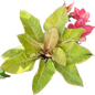 Philodendron red Congo mint variegated( 1 plant)