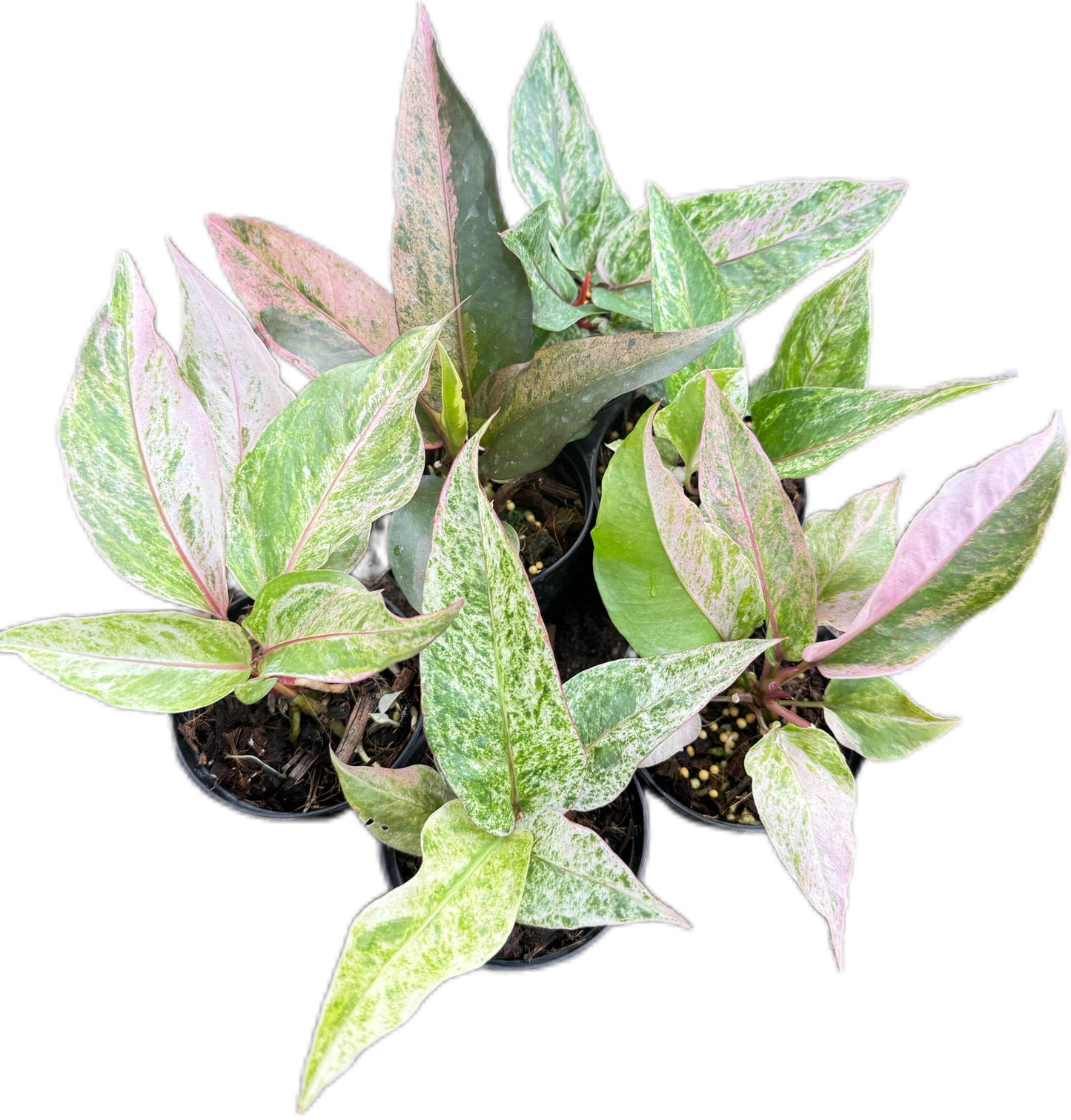 Anthurium renaissance variegated- Wholesale Set of 10 Plants