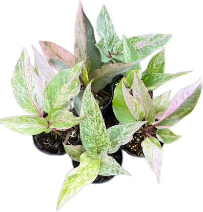 Anthurium renaissance variegated- Wholesale Set of 10 Plants