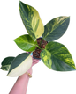 Philodendron birkin Aurea variegated