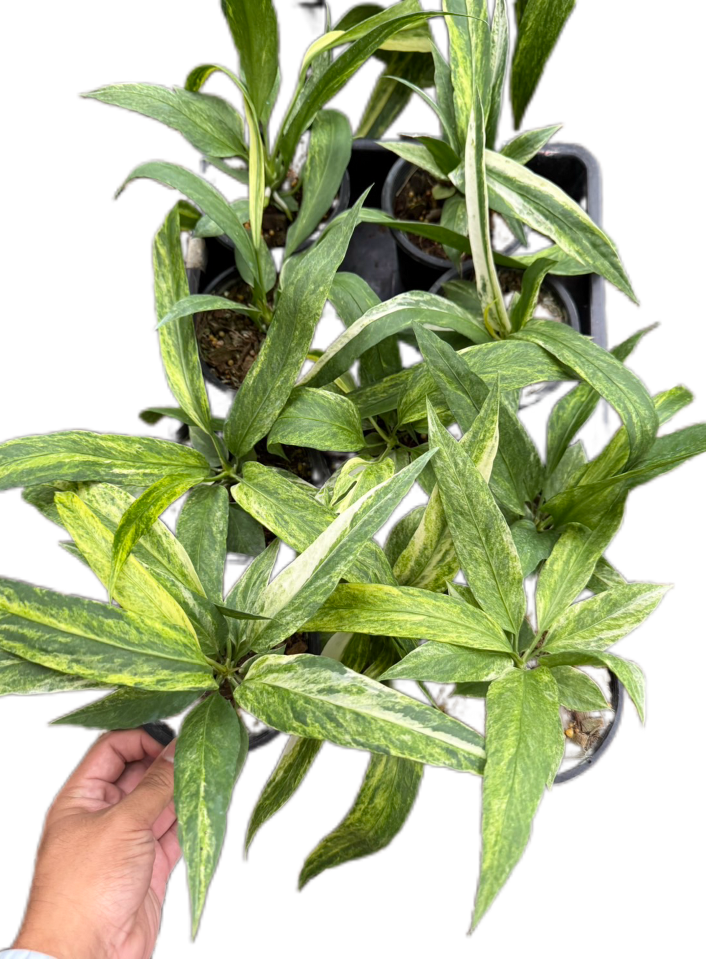Anthurium vittarifolium variegated- Wholesale Set of 10 Plants