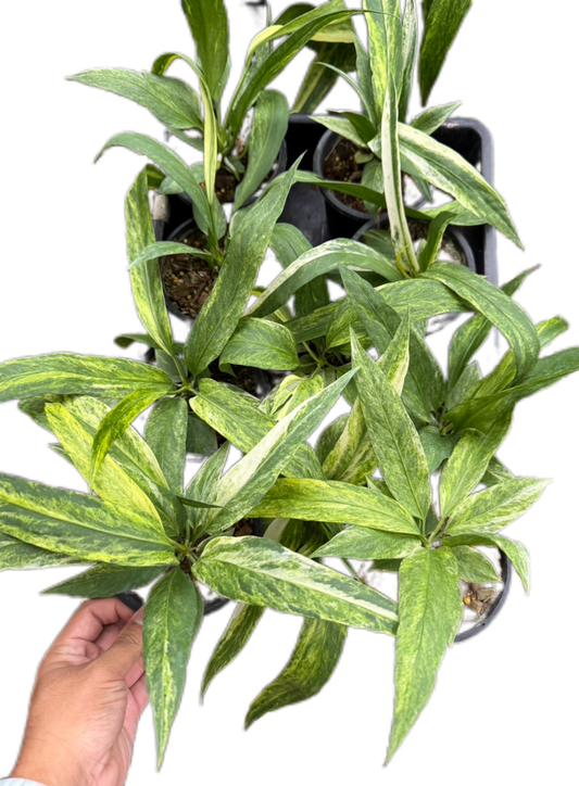 Anthurium vittarifolium variegated- Wholesale Set of 10 Plants