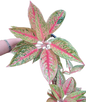 Aglaonema red legacy-set 5 pcs