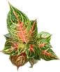 Aglaonema Mahanakorn-set 5 pcs