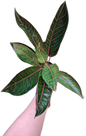Aglaonema banlangthapthim -set 5 pcs