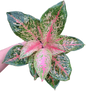 Aglaonema 9 karat  -set 5 pcs