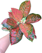 Aglaonema Cochin -set 5 pcs