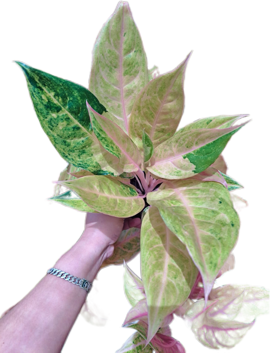 Aglaonema Mulan  -set 5 pcs