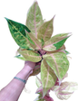 Aglaonema Mulan  -set 5 pcs