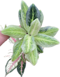 Aglaonema somboonphoonsuk  -set 5 pcs
