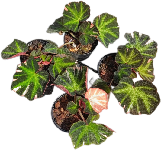 Begonia SoliMutata variegated– Set of 5 Plants