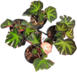 Begonia SoliMutata variegated– Set of 5 Plants