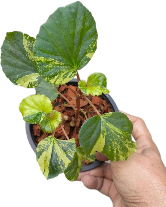 Begonia sp. Aurea variegated– Set of 5 Plants