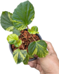 Begonia sp. Aurea variegated– Set of 5 Plants