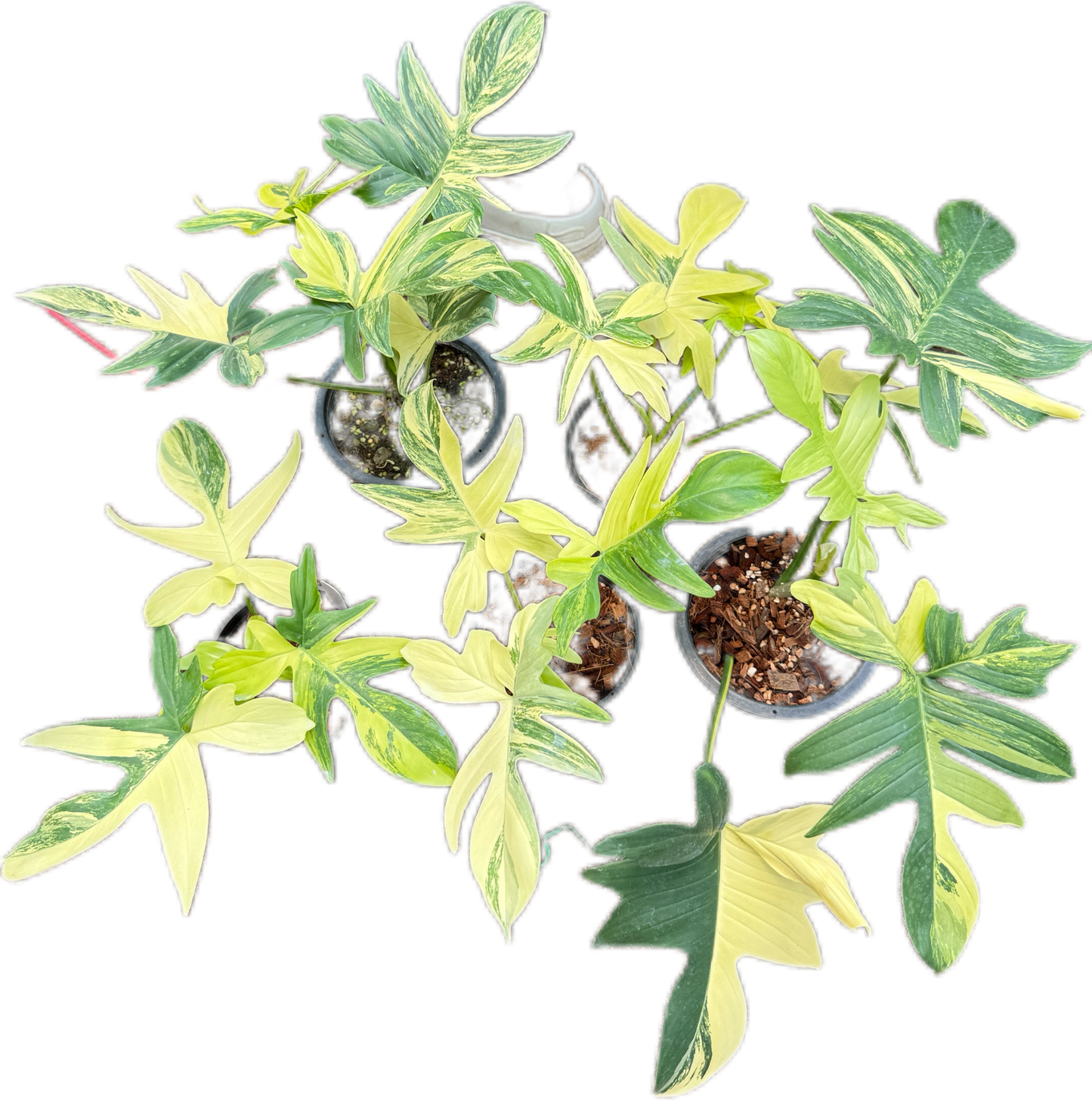 Philodendron Pedatum variegated set 5 pcs