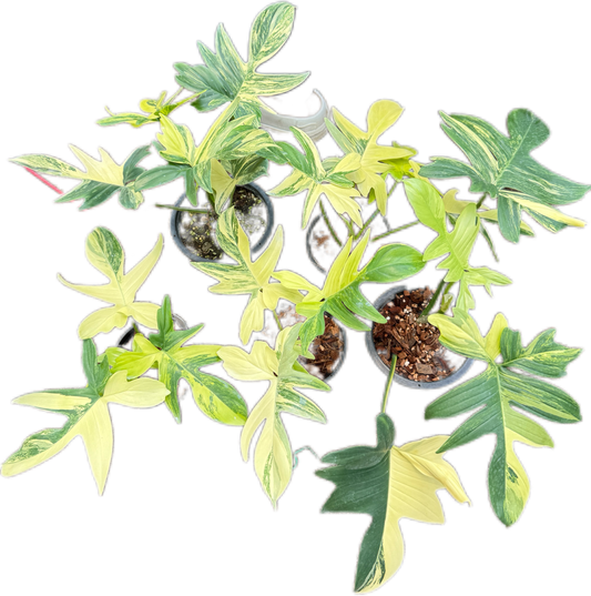 Philodendron Pedatum variegated set 5 pcs