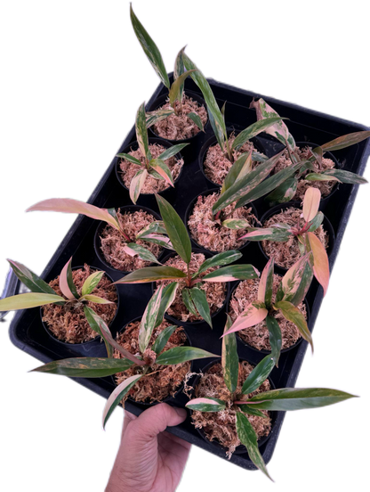 Philodendron caramel marble small – Set of 10 Plants