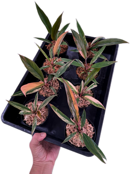Philodendron caramel marble small – Set of 10 Plants